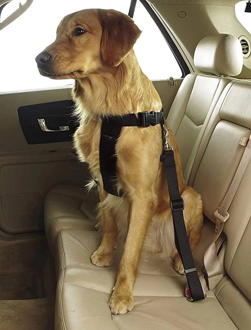 Pet Seat belt